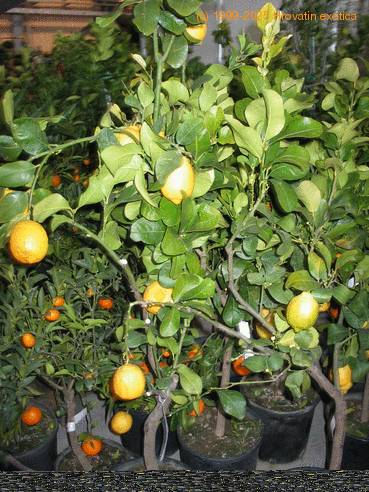 Citrus lemon 3