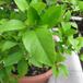 Citrus lemon 5