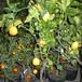 Citrus lemon 6