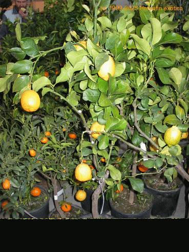 Citrus lemon 6