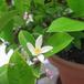 Citrus lemon 7