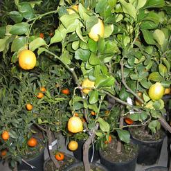 Citrus lemon