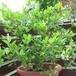 Citrus lemon SIb