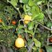 Citrus lemon SIfr