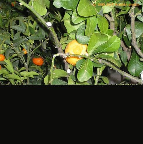 Citrus lemon SIfr