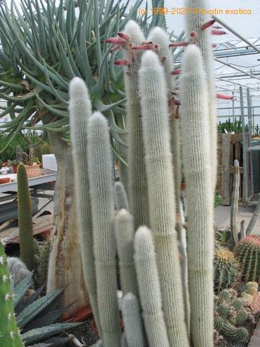 Cleistocactus strausii 1