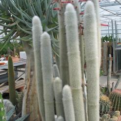 Cleistocactus strausii