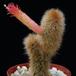 Cleistocactus strausii SIb