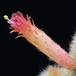 Cleistocactus strausii SIf