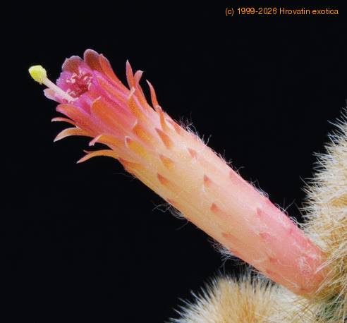 Cleistocactus strausii SIf
