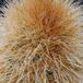 Cleistocactus strausii SIt