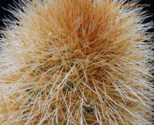 Cleistocactus strausii SIt