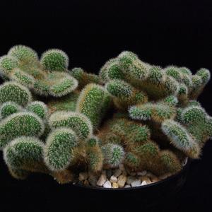 Cleistocactus winteri