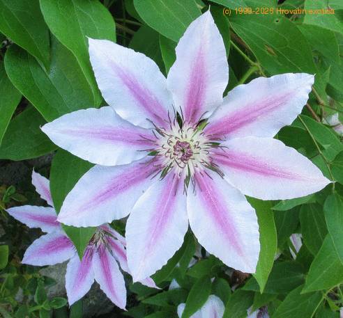 Clematis 1