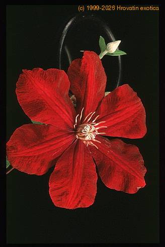 Clematis 1920
