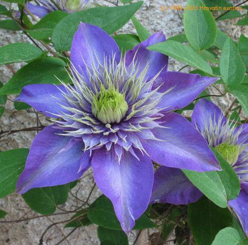Clematis 2