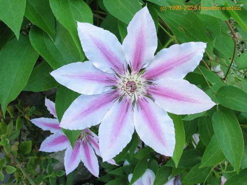 Clematis N M hybrid