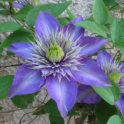 Clematis species