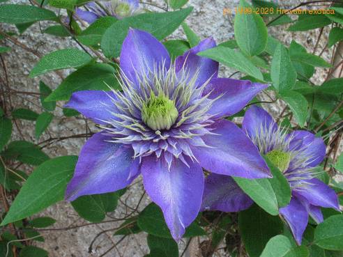 Clematis V P hybrid