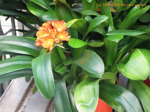 Clivia miniata 1