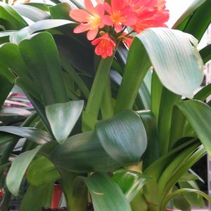 Clivia miniata