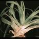 Coccoidea Tilandsia SIm