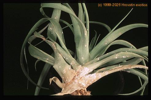 Coccoidea Tilandsia SIm