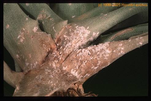 Coccoidea Tilandsia SIm1