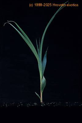 Cocos nucifera 3009