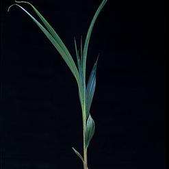 Cocos nucifera