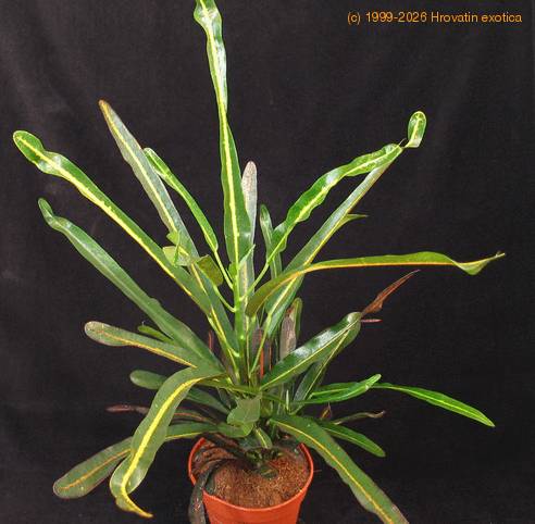 Codiaeum variegata goldfinger