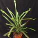 Codiaeum variegata goldfinger