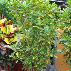 Codiaeum variegatum