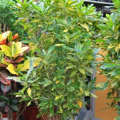 Codiaeum variegatum