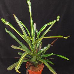 Codiaeum variegatum eureka