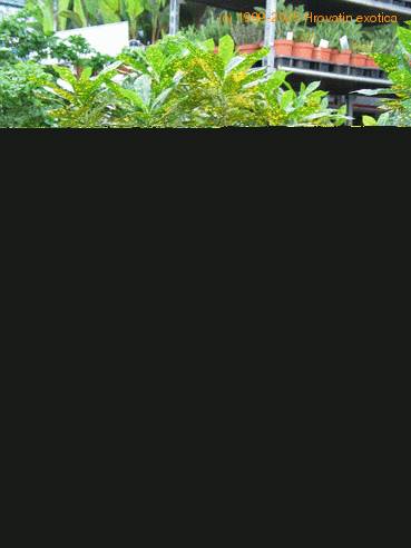 Codiaeum1