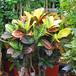 Codiaeum2