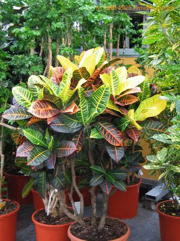 Codiaeum2