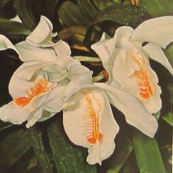 Coelogyne cristata