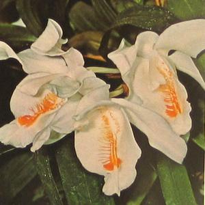 Coelogyne cristata