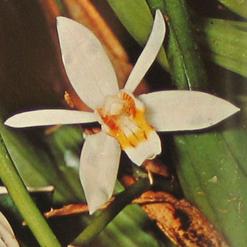 Coelogyne species