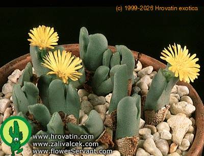 Conophytum bilobum 1563