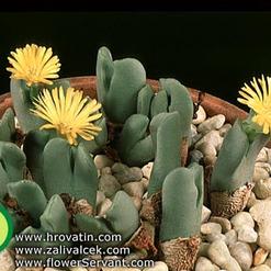 Conophytum bilobum