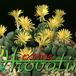 Conophytum meyeri 1540