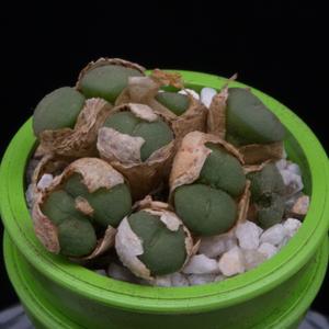 Conophytum meyeri