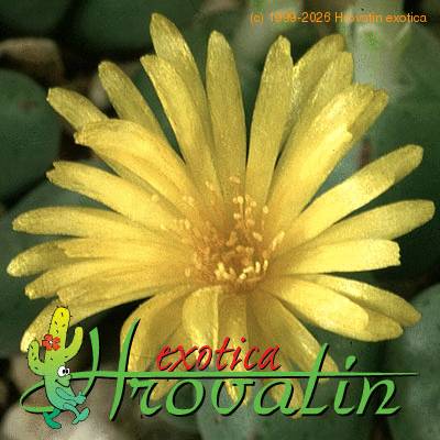 Conophytum meyeri flower 1541