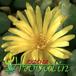 Conophytum meyeri flower 1541