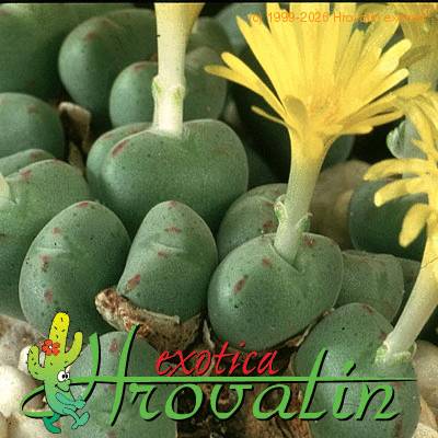 Conophytum meyeri leaf 1542