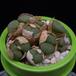 Conophytum meyeri MOP