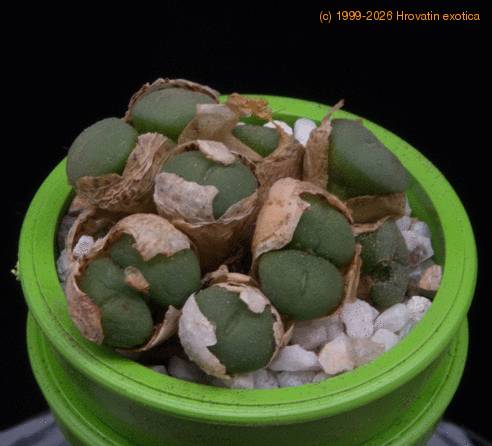Conophytum meyeri MOP